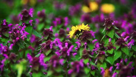un diente de león en flor en un campo de hierbas púrpuras en flor