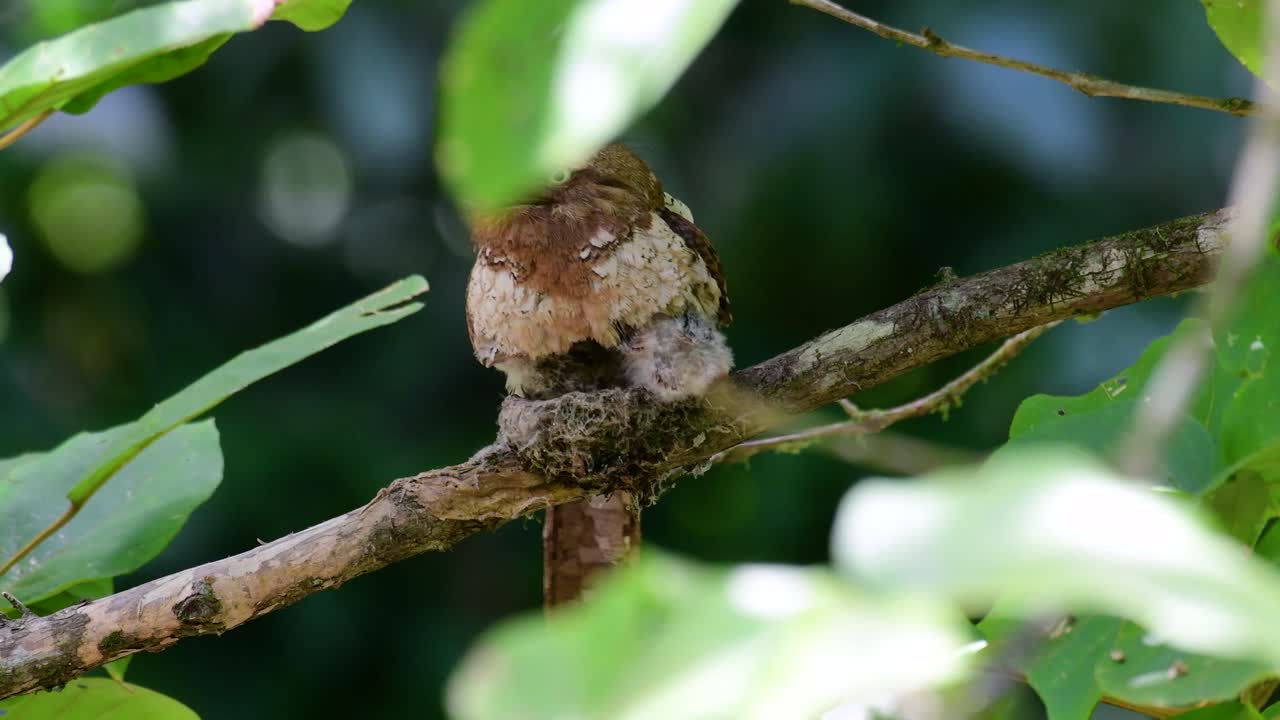 The Javan Frogmouth or Horsfield's Frogmouth is found in Thailand and other Asian countries