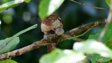 the javan frogmouth or horsfield's frogmouth is found in thailand and other asian countries