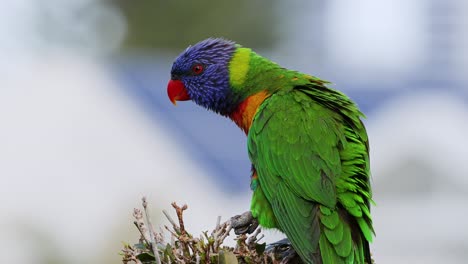 vibrant parrot grooming itself in natural setting