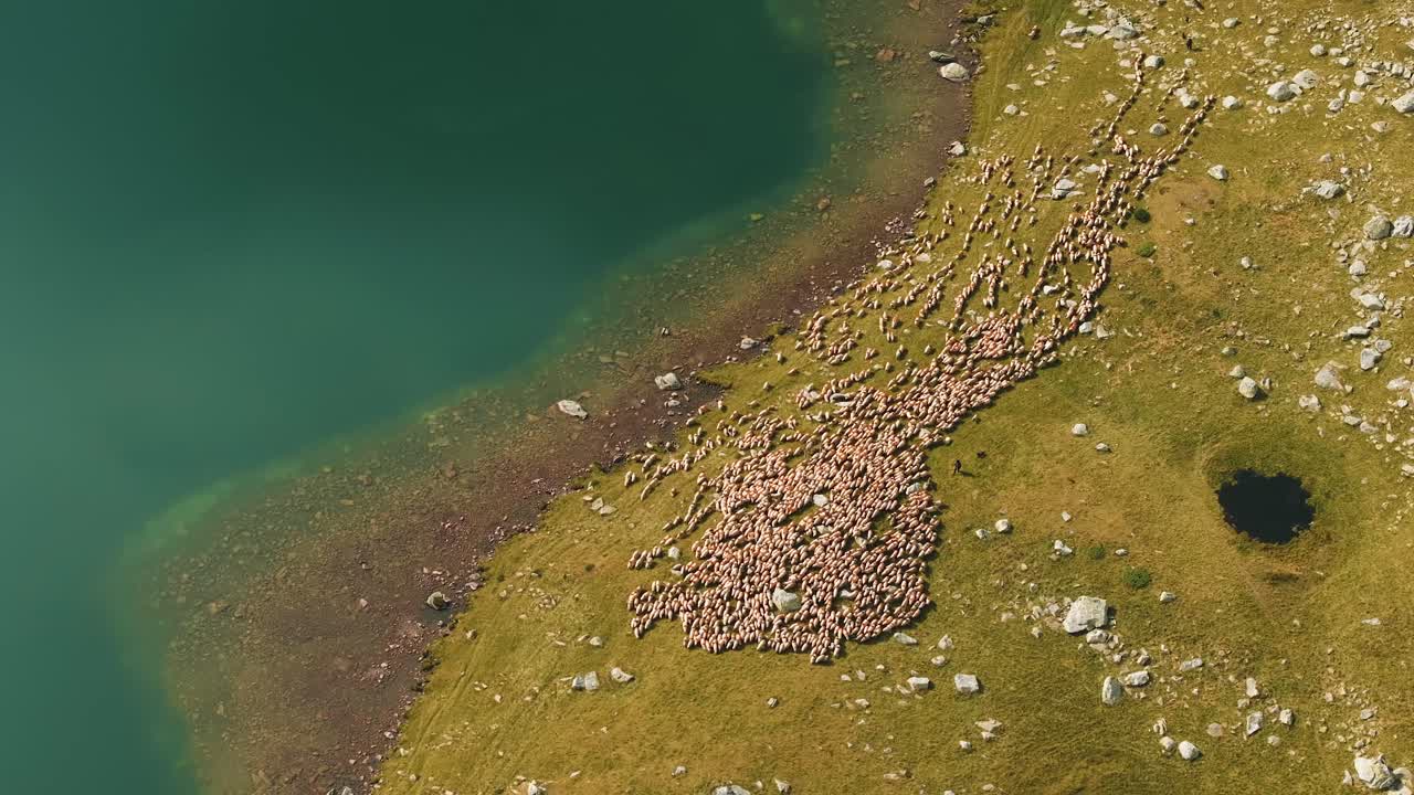 Flock of sheep moving alongside a glacial lake, searching for water, vibrant autumn colors, top aerial view