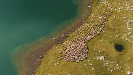 flock of sheep moving alongside a glacial lake, searching for water, vibrant autumn colors, top aerial view