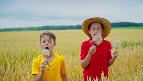 boys with dandelions. brothers rest outdoors during summer holidays.children stand among wheat field and blow dandelions.