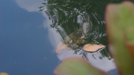 single koi fish swimming gracefully in a tranquil pond