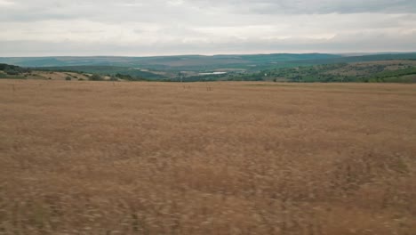 Drohnenkamera-Bewegt-Sich-Seitwärts-über-Ein-Weizenfeld,-Das-Im-Vergleich-Zur-Ersten-Perspektive-Sehr-Niedrig-Ist.-Zweite-Perspektive.-Ansicht-Des-Fernen-Horizonts-Mit-Einem-Grünen-Feld-In-Der-Ferne,-In-Der-Ein-See-Sichtbar-Ist