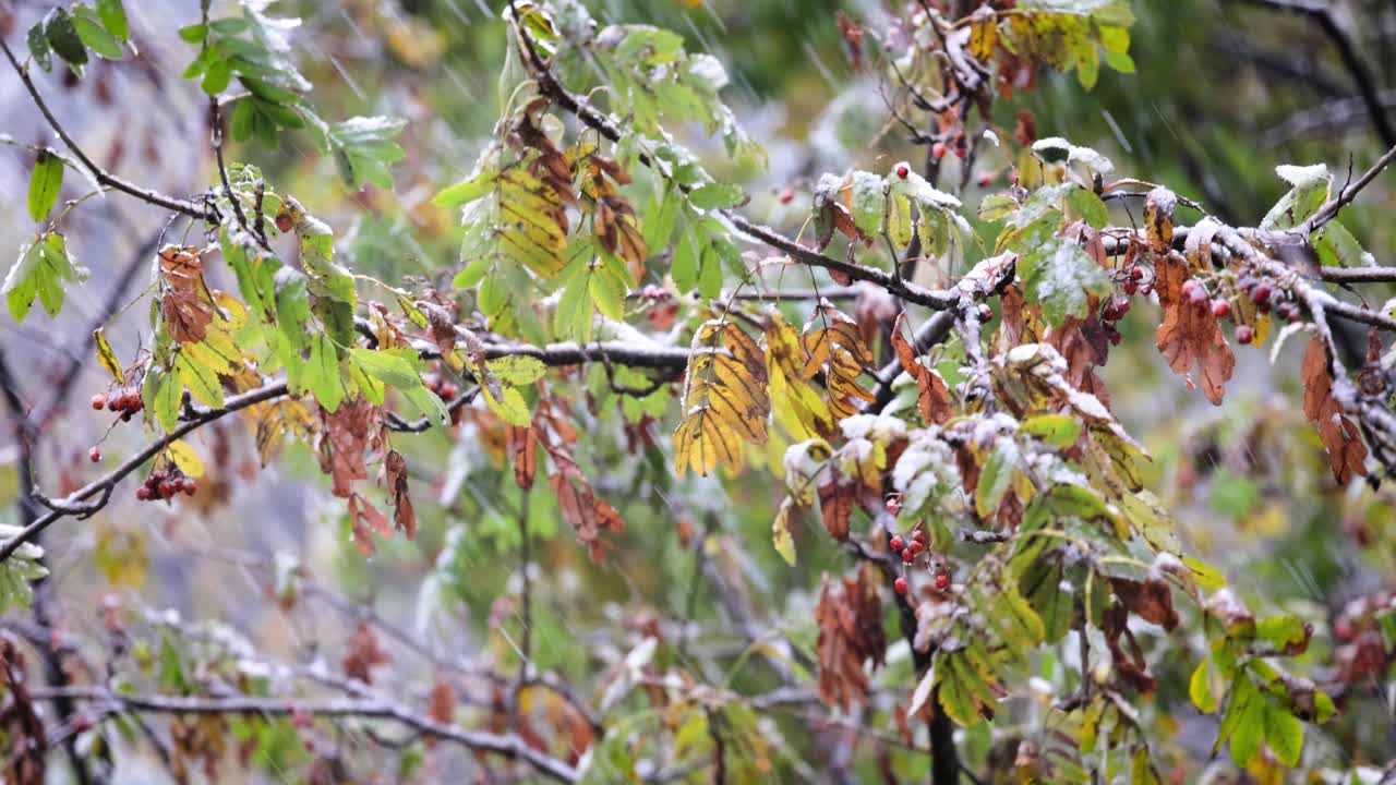 The first autumn snow falls on the leaves of the tree