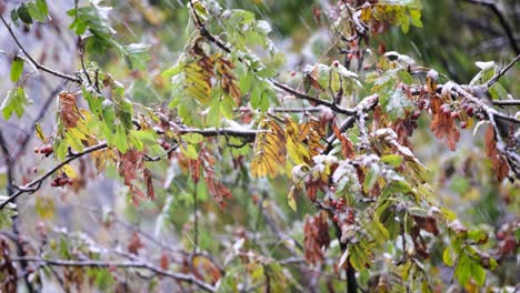 the first autumn snow falls on the leaves of the tree
