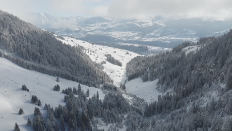 Winter-fog-envelops-pine-trees-atop-snow-covered-peaks