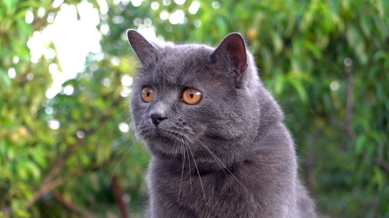 British Shorthair cat with orange eyes looking around in a garden