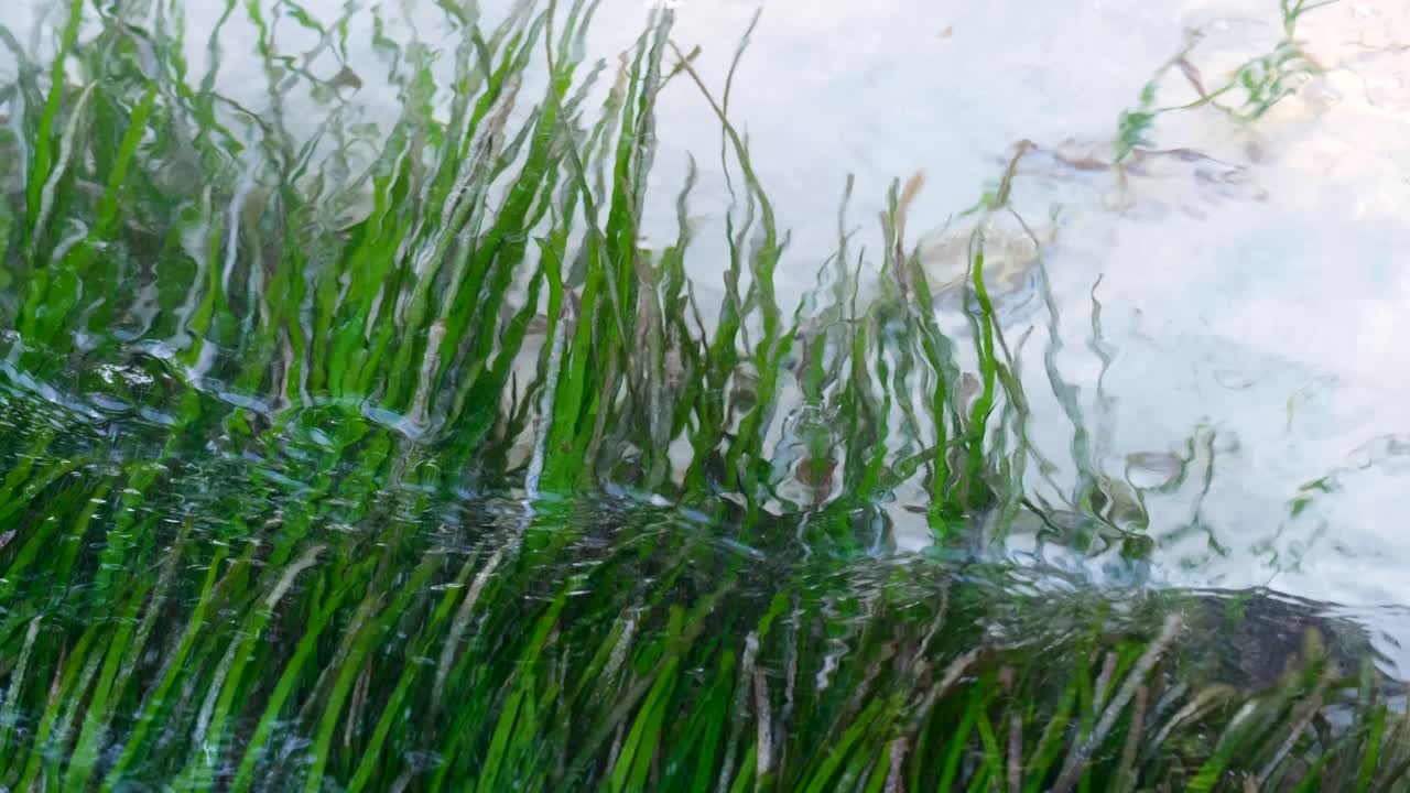 cerca de hierbas marinas verdes balanceándose en las aguas poco profundas del océano con suave oleaje y olas en el destino de la isla tropical