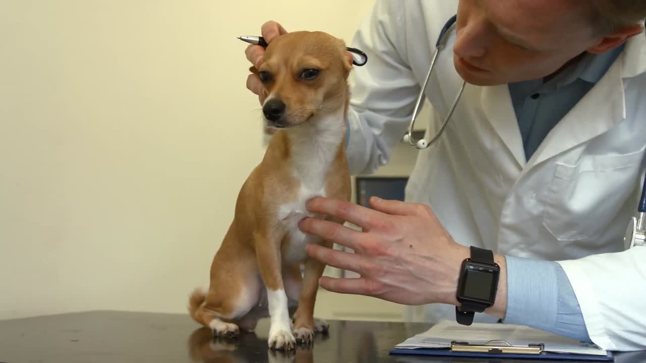 Vet examining little dog in his office