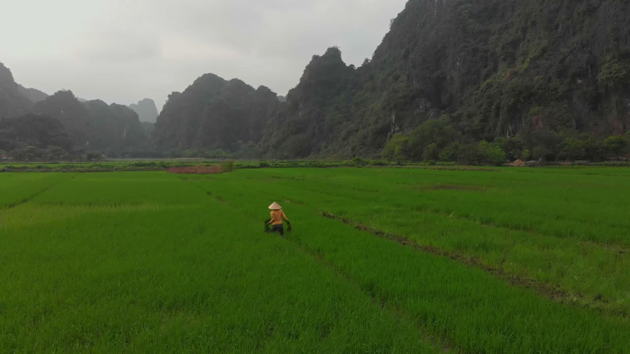 Widok z lotu ptaka na mozaikowe pola ryżowe i strzeliste góry z widoczną lokalną aktywnością w Tam Coc, w Ninh Binh, w Wietnamie, ukazujący spokojne życie rolnicze