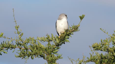 Black-Winged-Kite-Chirps-and-Looks-Around-from-Perch-Vantage-Point