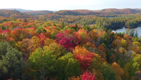 Silver-Maple-and-Spruce-tree-forest-multicolour-in-autumn-fall-near-lake-in-Montreal,-Canada