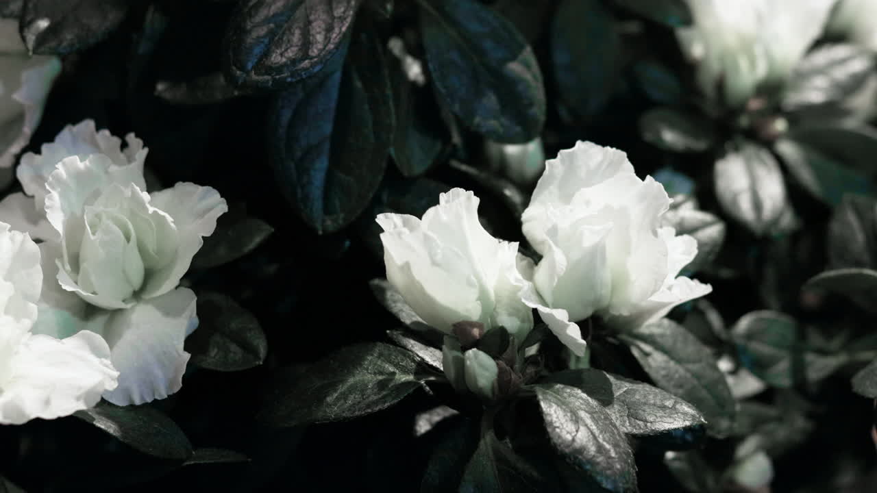 Flowers goes into focus close up