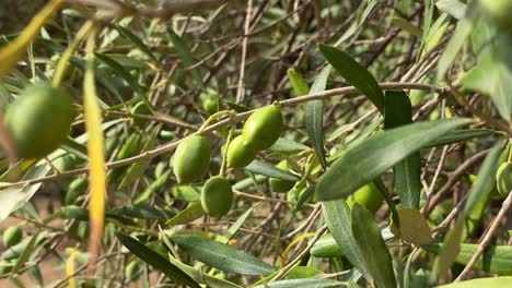 Primer-Plano-De-Aceitunas-En-Las-Ramas