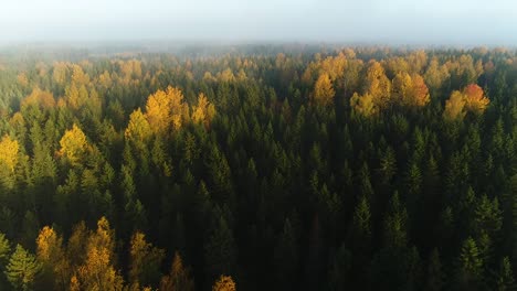 seasonal forest aerial view in fall and early morning sunlight with fog