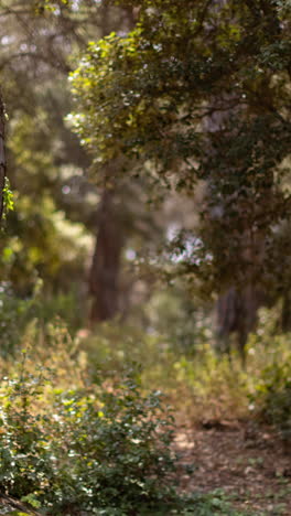 shadows-pass-in-a-forest-in-the-late-afternoon-in-vertical