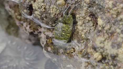 a vibrant hermit crab clings to a rocky surface, its shell blending seamlessly with the surrounding textures