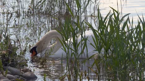 wild white swan in natural pond hunting fish and drinking water during hot summer day,close up