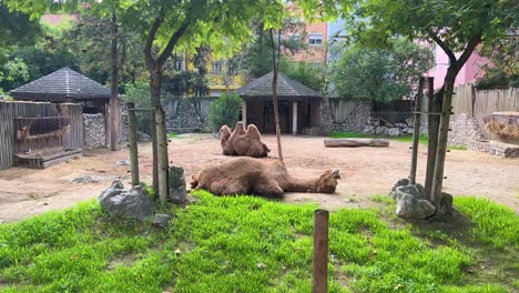 Camel-at-the-zoo-in-Lisbon,-Portugal