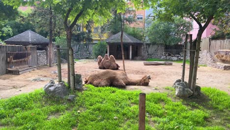 camello en el zoológico de lisboa, portugal
