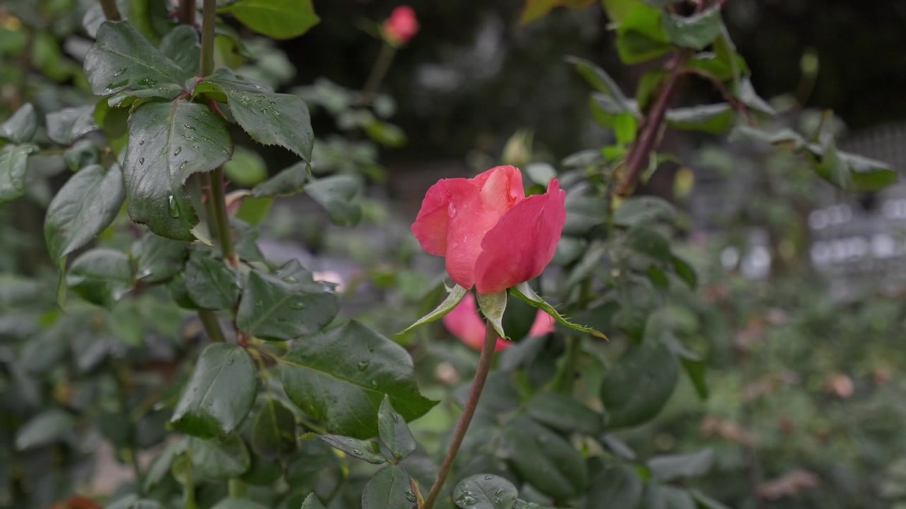Una rosa rossa e rosa si schiude lentamente su un cespuglio frondoso circondata da fogliame verde in un tranquillo giardino all'aperto con piccoli boccioli nelle vicinanze