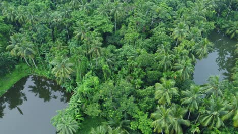 Birds-eye-view-of-deep-green-Jungle