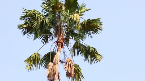Sugar palm tree swaying in the breeze