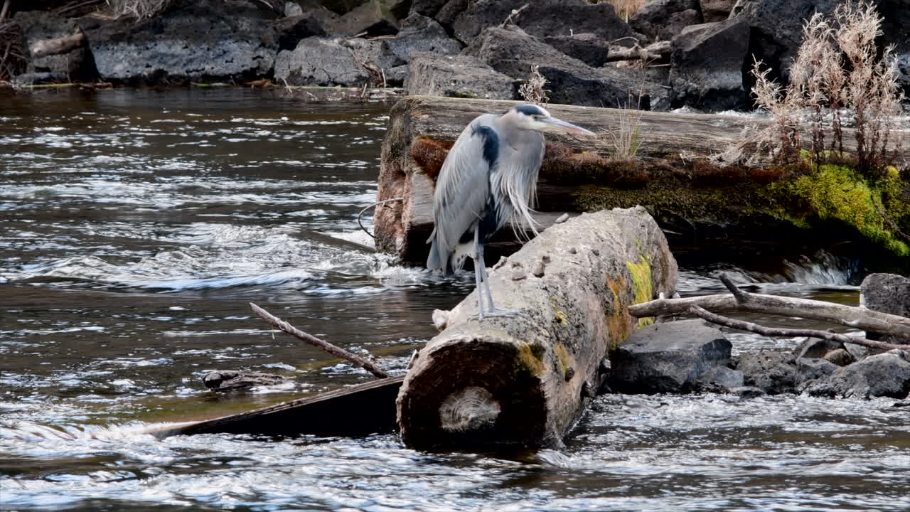 Great Blue Heron on a log in the Deschutes River in Bend, Oregon on a windy day