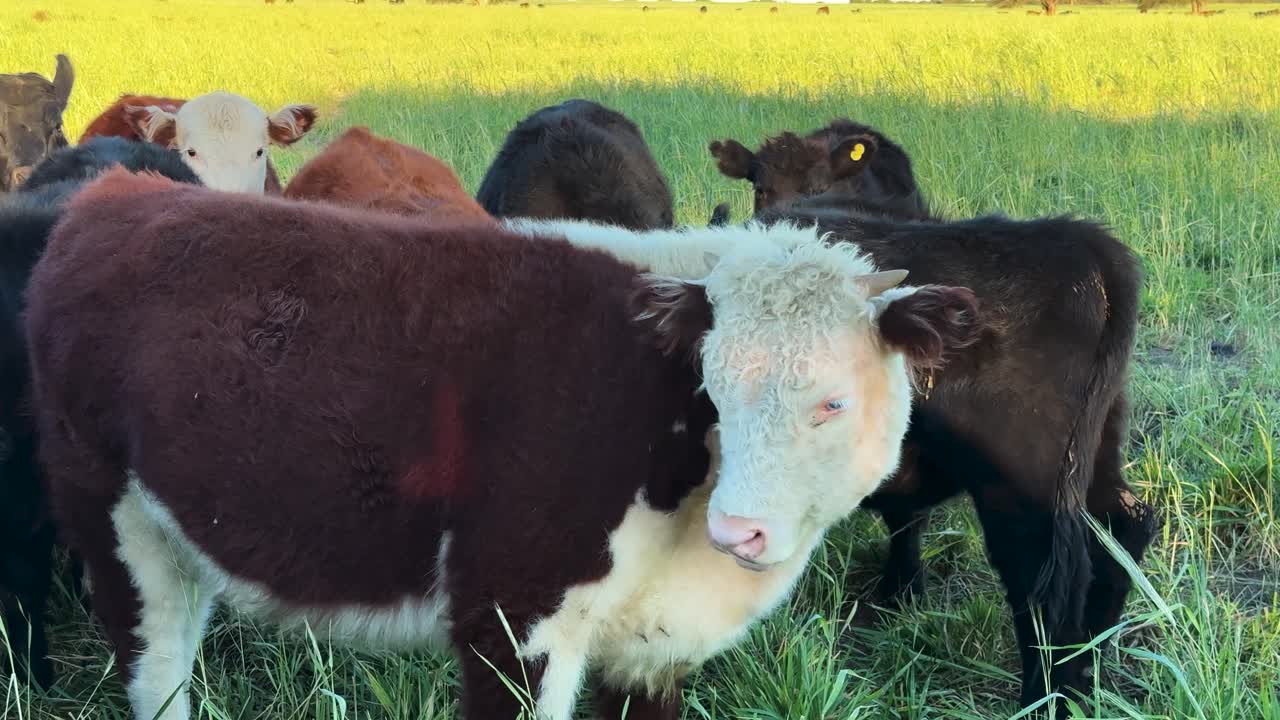 Bestiame di razza Hereford su pascolo. Inquadratura statica.