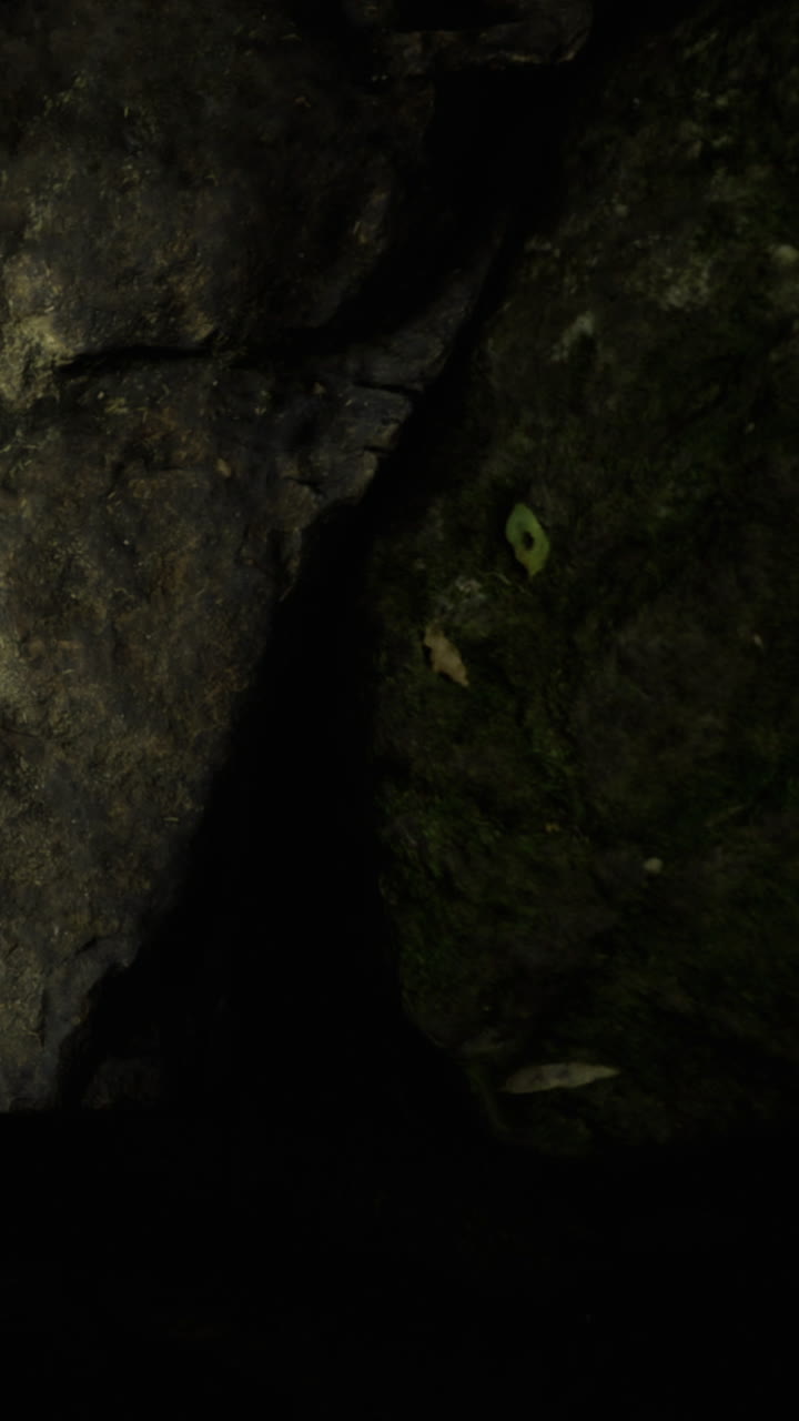 Rocce scure e muschio con alcune foglie vicino all'acqua di notte in un ambiente naturale.