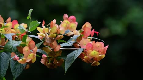 Dolly-out-shot-capturing-blooming-tropical-floral,-clusters-of-orange-Chinese-Hat-Plant,-Holmskioldia-Sanguinea-against-dark-contrasty-background-in-natural-environment