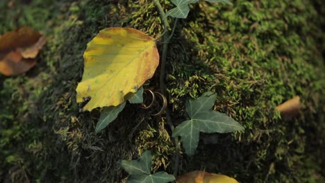 wedding rings in mosa and leaves on a tree bark. jewelry at the wedding