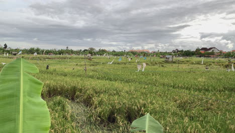 rice fields in ubud with plastic bags attached to rope to act as deterrent from birds
