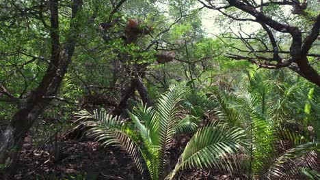 bosque de manglar de dolly de avance lento con fauna tropical