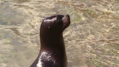 Sea-Lion-02-2