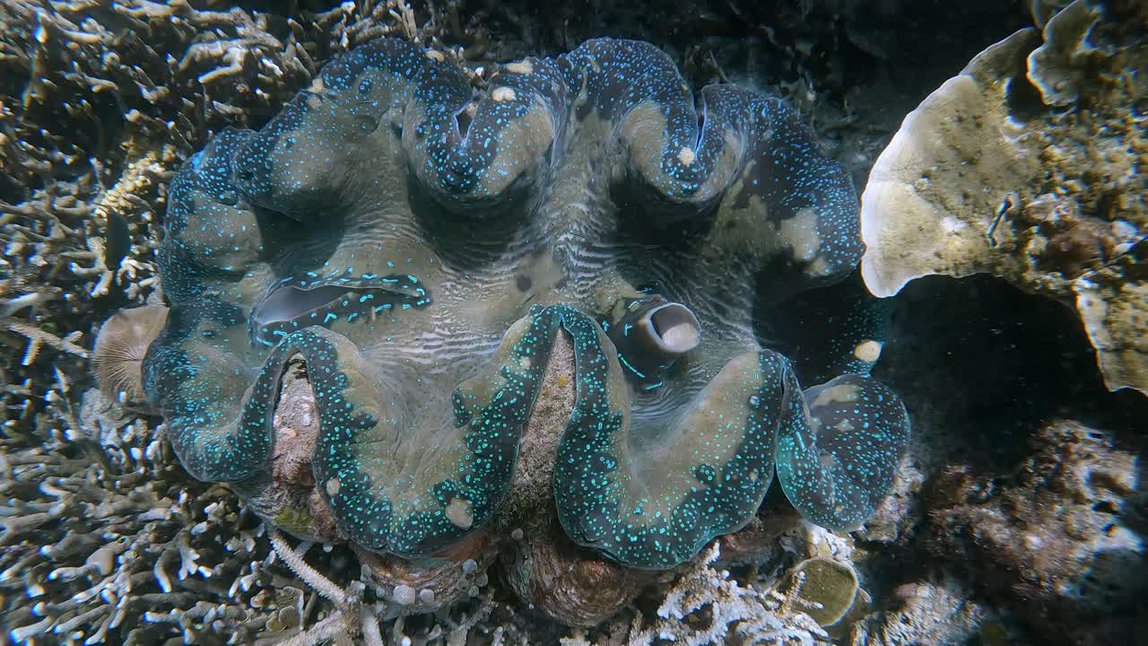 A vibrant and florescent blue and green Giant Clam in shallow water on a healthy coral reef with water ripple shadows