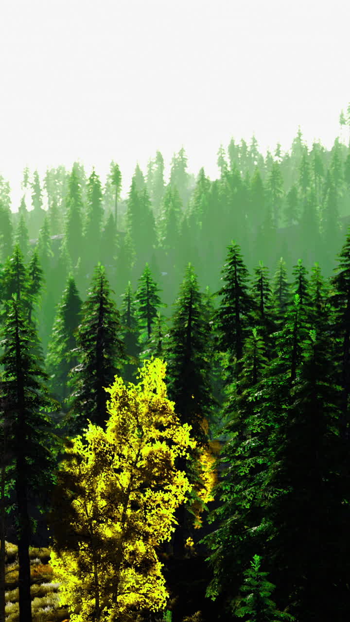 Lush green forest with vibrant autumn trees under soft sunlight