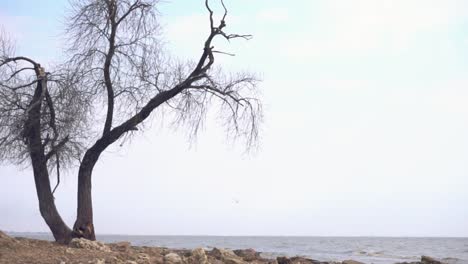 lonely tree on the shore