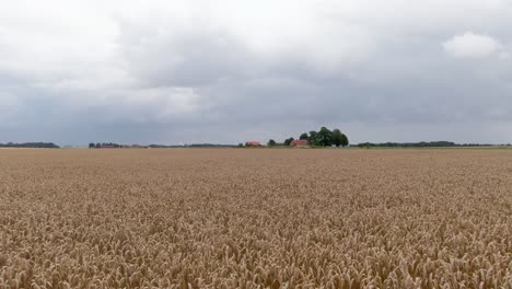 slow soft aerial tilt from sky to stunning wheat field in sweden