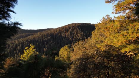 drone shot of pine forest in mexico