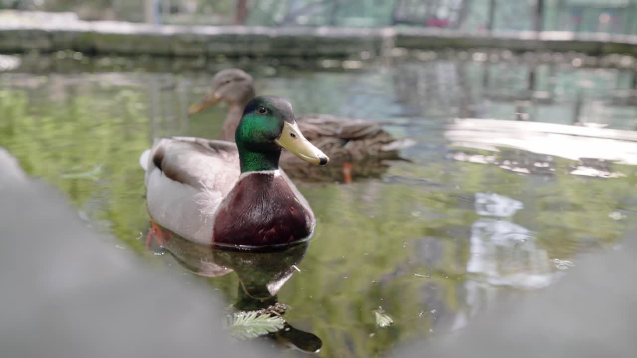 Un'anatra selvatica dalla testa verde nello stagno guarda curiosamente la telecamera mentre quella marrone si immerge sullo sfondo in cerca di cibo