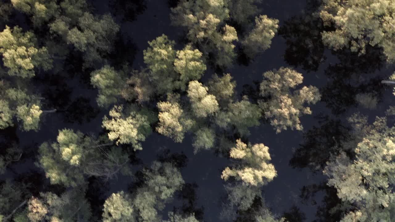 Aerial View of a Flooded Forest