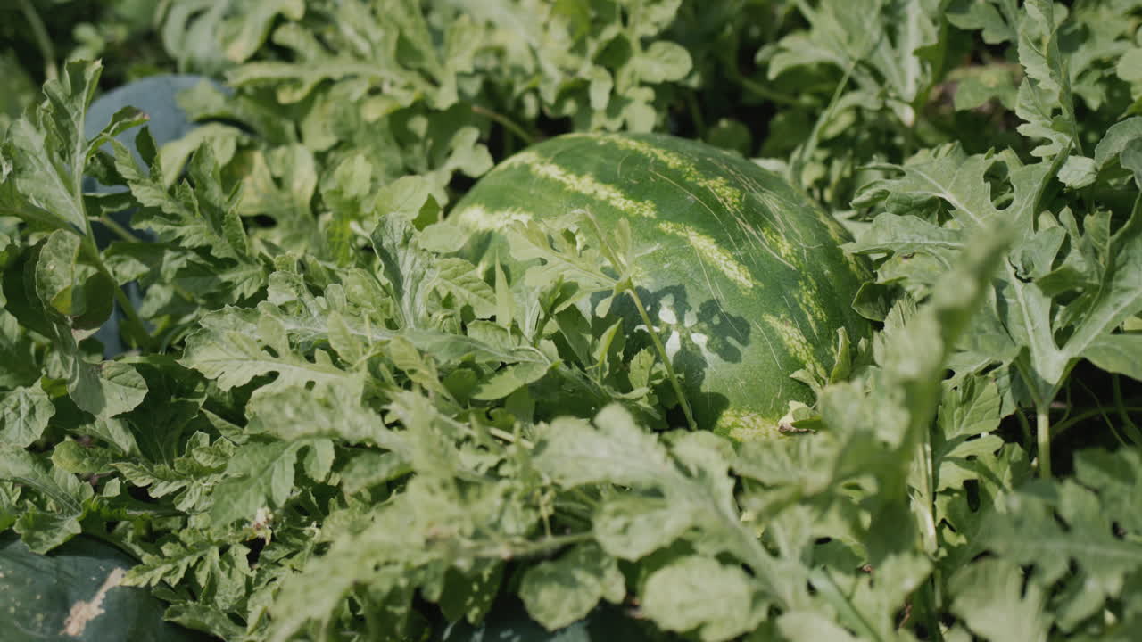 Striped watermelon ripens on a chestnut