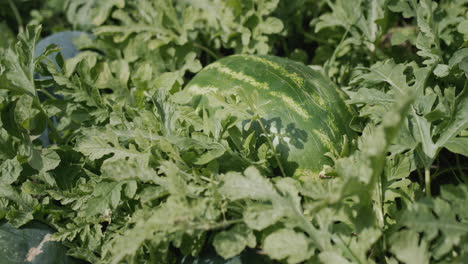 Gestreifte-Wassermelone-Reift-Auf-Einer-Kastanie