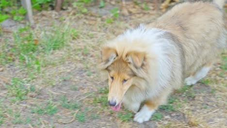 Playful-Rough-Collie-puppy-joyfully-exploring-with-adorable-walking