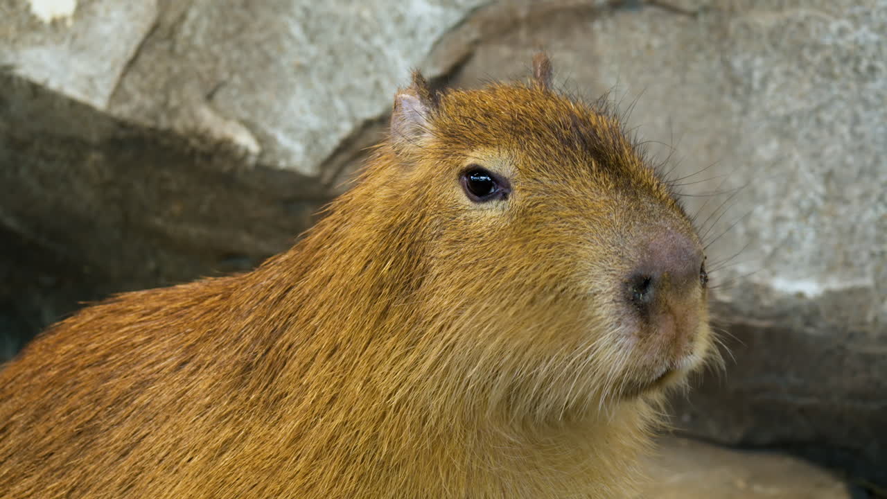 씹고 눈을 똑바로 쳐다보는 카피바라의 근접 촬영 초상화