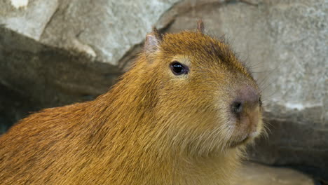 retrato de primer plano de un capibara masticando y mirando directamente a los ojos