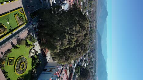 Vertical-drone-shot-of-Tule-tree-in-Oaxaca,-Mexico-during-daytime